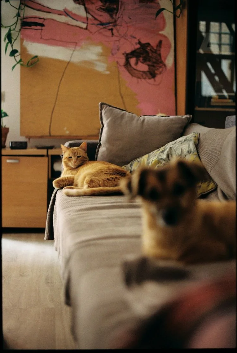 Cat and dog relaxing on a sofa, representing pet-hair pickup with INTETURE Cordless Vacuum